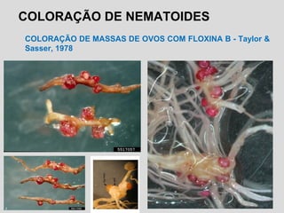 COLORAÇÃO DE NEMATOIDES
COLORAÇÃO DE MASSAS DE OVOS COM FLOXINA B - Taylor &
Sasser, 1978
 