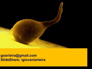 goarieira@gmail.com
SlideShare: /giovaniarieira
 