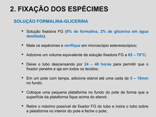 2. FIXAÇÃO DOS ESPÉCIMES
SOLUÇÃO FORMALINA-GLICERINA
 Solução fixadora FG (8% de formalina, 2% de glicerina em água
destilada);
 Mate os espécimes e verifique em microscópio estereoscópico;
 Adicione um volume equivalente de solução fixadora FG a 65 – 70°C;
 Deixe o tubo descansando por 24 – 48 horas para permitir que o
fixador penetre e aja em todos os tecidos;
 Em um pote com tampa, adicione etanol até uma cada de 5 – 10mm
no fundo;
 Coloque uma pequena plataforma no fundo do pote de forma que a
superfície da plataforma fique acima do etanol;
 Retire o máximo possível de fixador FG do tubo e insira o tubo sobre
a plataforma no interior do pote e feche o pote;
 