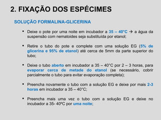 2. FIXAÇÃO DOS ESPÉCIMES
SOLUÇÃO FORMALINA-GLICERINA
 Deixe o pote por uma noite em incubador a 35 – 40°C  a água da
suspensão com nematoides seja substituída por etanol;
 Retire o tubo do pote e complete com uma solução EG (5% de
glicerina e 95% de etanol) até cerca de 5mm da parte superior do
tubo;
 Deixe o tubo aberto em incubador a 35 – 40°C por 2 – 3 horas, para
evaporar cerca de metade do etanol (se necessário, cobrir
parcialmente o tubo para evitar evaporação completa);
 Preencha novamente o tubo com a solução EG e deixe por mais 2-3
horas em incubador a 35 – 40°C;
 Preencha mais uma vez o tubo com a solução EG e deixe no
incubador a 35- 40ºC por uma noite;
 