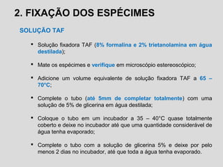 2. FIXAÇÃO DOS ESPÉCIMES
SOLUÇÃO TAF
 Solução fixadora TAF (8% formalina e 2% trietanolamina em água
destilada);
 Mate os espécimes e verifique em microscópio estereoscópico;
 Adicione um volume equivalente de solução fixadora TAF a 65 –
70°C;
 Complete o tubo (até 5mm de completar totalmente) com uma
solução de 5% de glicerina em água destilada;
 Coloque o tubo em um incubador a 35 – 40°C quase totalmente
coberto e deixe no incubador até que uma quantidade considerável de
água tenha evaporado;
 Complete o tubo com a solução de glicerina 5% e deixe por pelo
menos 2 dias no incubador, até que toda a água tenha evaporado.
 