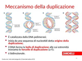 Meccanismo della duplicazione
 È catalizzata dalla DNA polimerasi;
 inizia da una sequenza di nucleotidi detta origine della
duplicazione;
 il DNA forma la bolla di duplicazione alle cui estremità
troviamo le forcelle di duplicazione (a Y);
 è bidirezionale.
10
Curtis et al. Invito alla biologia.blu © Zanichelli editore 2012
 