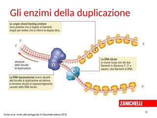 Gli enzimi della duplicazione
11
Curtis et al. Invito alla biologia.blu © Zanichelli editore 2012
 