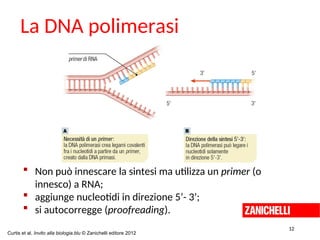  Non può innescare la sintesi ma utilizza un primer (o
innesco) a RNA;
 aggiunge nucleotidi in direzione 5’- 3’;
 si autocorregge (proofreading).
La DNA polimerasi
12
Curtis et al. Invito alla biologia.blu © Zanichelli editore 2012
 