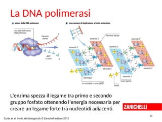 La DNA polimerasi
L’enzima spezza il legame tra primo e secondo
gruppo fosfato ottenendo l’energia necessaria per
creare un legame forte tra nucleotidi adiacenti.
Curtis et al. Invito alla biologia.blu © Zanichelli editore 2012
13
 
