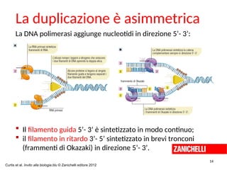 La DNA polimerasi aggiunge nucleotidi in direzione 5’- 3’:
La duplicazione è asimmetrica
14
 Il filamento guida 5’- 3’ è sintetizzato in modo continuo;
 il filamento in ritardo 3’- 5’ sintetizzato in brevi tronconi
(frammenti di Okazaki) in direzione 5’- 3’.
Curtis et al. Invito alla biologia.blu © Zanichelli editore 2012
 