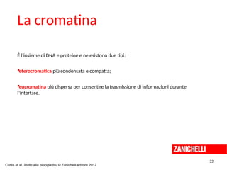 È l’insieme di DNA e proteine e ne esistono due tipi:
eterocromatica più condensata e compatta;
eucromatina più dispersa per consentire la trasmissione di informazioni durante
l’interfase.
22
La cromatina
Curtis et al. Invito alla biologia.blu © Zanichelli editore 2012
 