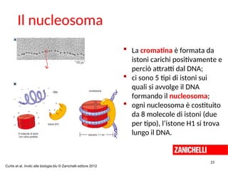  La cromatina è formata da
istoni carichi positivamente e
perciò attratti dal DNA;
 ci sono 5 tipi di istoni sui
quali si avvolge il DNA
formando il nucleosoma;
 ogni nucleosoma è costituito
da 8 molecole di istoni (due
per tipo), l’istone H1 si trova
lungo il DNA.
23
Il nucleosoma
Curtis et al. Invito alla biologia.blu © Zanichelli editore 2012
 