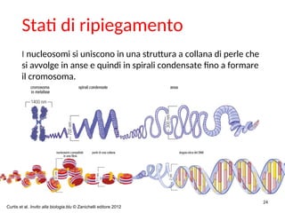 I nucleosomi si uniscono in una struttura a collana di perle che
si avvolge in anse e quindi in spirali condensate fino a formare
il cromosoma.
24
Stati di ripiegamento
Curtis et al. Invito alla biologia.blu © Zanichelli editore 2012
 
