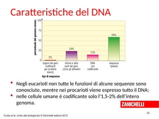  Negli eucarioti non tutte le funzioni di alcune sequenze sono
conosciute, mentre nei procarioti viene espresso tutto il DNA;
 nelle cellule umane è codificante solo l’1,5-2% dell’intero
genoma.
25
Caratteristiche del DNA
Curtis et al. Invito alla biologia.blu © Zanichelli editore 2012
 