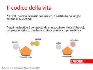 Curtis et al. Invito alla biologia.blu © Zanichelli editore 2012
Il codice della vita
Il DNA, o acido desossiribonucleico, è costituito da lunghe
catene di nucleotidi;
ogni nucleotide è composto da uno zucchero (deossiribosio),
un gruppo fosfato, una base azotata purinica o pirimidinica.
4
 