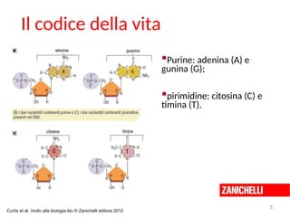 Curtis et al. Invito alla biologia.blu © Zanichelli editore 2012
Il codice della vita
Purine: adenina (A) e
gunina (G);
pirimidine: citosina (C) e
timina (T).
5
 