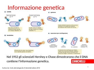 Informazione genetica
6
Nel 1952 gli scienziati Hershey e Chase dimostrarono che il DNA
contiene l‘informazione genetica.
Curtis et al. Invito alla biologia.blu © Zanichelli editore 2012
 