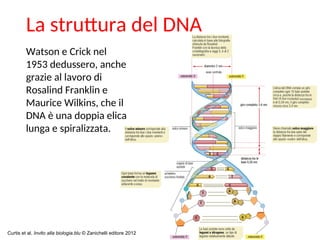 La struttura del DNA
7
Watson e Crick nel
1953 dedussero, anche
grazie al lavoro di
Rosalind Franklin e
Maurice Wilkins, che il
DNA è una doppia elica
lunga e spiralizzata.
Curtis et al. Invito alla biologia.blu © Zanichelli editore 2012
 