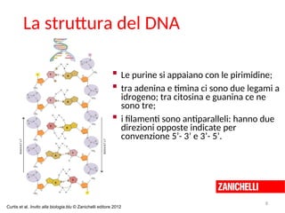  Le purine si appaiano con le pirimidine;
 tra adenina e timina ci sono due legami a
idrogeno; tra citosina e guanina ce ne
sono tre;
 i filamenti sono antiparalleli: hanno due
direzioni opposte indicate per
convenzione 5’- 3’ e 3’- 5’.
La struttura del DNA
8
Curtis et al. Invito alla biologia.blu © Zanichelli editore 2012
 