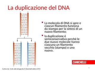 La duplicazione del DNA
 La molecola di DNA si apre e
ciascun filamento funziona
da stampo per la sintesi di un
nuovo filamento;
 la duplicazione è
semiconservativa perché le
due nuove molecole hanno
ciascuna un filamento
vecchio (stampo) e uno
nuovo.
9
Curtis et al. Invito alla biologia.blu © Zanichelli editore 2012
 