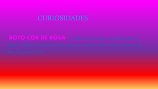CURIOSIDADES
BOTO-COR DE ROSA Ainda nos dias atuais, principalmente na
região amazônica, costuma-se dizer que uma criança é filha de boto, quando não
sabe de quem é o pai.
 