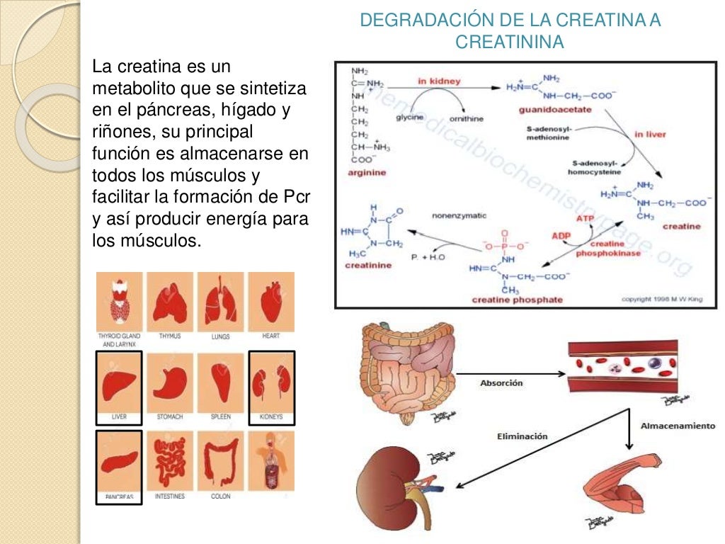 DEGRADACIÃN DE LA CREATINA A
CREATININA
La creatina es un
metabolito que se sintetiza
en el pÃ¡ncreas, hÃ­gado y
riÃ±ones, su...