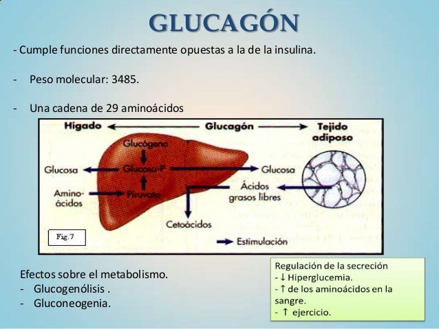 Curva de tolerancia a la glucosa Curva de tolerancia a la glucosa