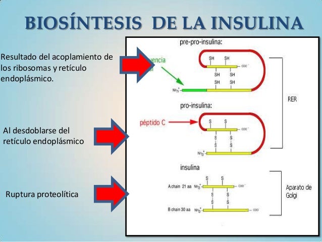 Curva de tolerancia a la glucosa Curva de tolerancia a la glucosa