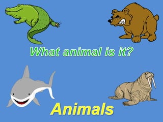 What animal is it? Animals 