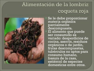 Se le debe proporcionar materia orgánica parcialmente descompuesta. El alimento que puede ser consumido es variado: desperdicios de cocina, aserrín, residuos orgánicos o de jardín, frutas descompuestas, tubérculos no aptos para consumo humano, basura de la casa, estiércol de especies domesticas entre otros. 