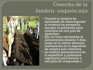 Cuando la lombriz ha terminado de descomponer el material es necesario, recoger la población para colocarla en otra pila de desechos. Ello se hace retirándole la alimentación durante 4 días, luego se le ofrece alimento nuevamente en la superficie de nuestra pila colectora. La lombriz permanecerá en la superficie y podremos capturarla para llevarla a otra pila de compostaje.c 
