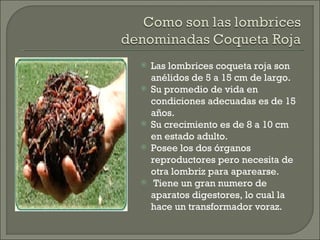Las lombrices coqueta roja son anélidos de 5 a 15 cm de largo. Su promedio de vida en condiciones adecuadas es de 15 años. Su crecimiento es de 8 a 10 cm en estado adulto. Posee los dos órganos reproductores pero necesita de otra lombriz para aparearse. Tiene un gran numero de aparatos digestores, lo cual la hace un transformador voraz. 