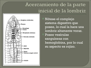 Nótese el complejo sistema digestivo que posee, lo cual la hace una lombriz altamente voraz. Posee vesículas sanguíneas con hemoglobina, por lo cual su aspecto es rojizo. 