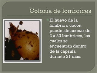 El huevo de la lombriz o cocon puede almacenar de 2 a 20 lombrices, las cuales se encuentran dentro de la capsula durante 21 días. 
