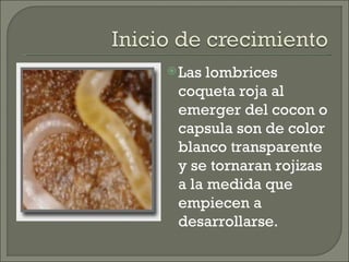 Las lombrices coqueta roja al emerger del cocon o capsula son de color blanco transparente y se tornaran rojizas a la medida que empiecen a desarrollarse. 