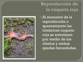 Al momento de la reproducción o apareamiento las lombrices coqueta roja se entrelazan por medio de los clitelos y ambas quedan fecundadas. 