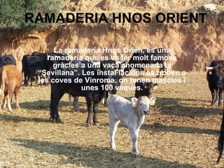 La ramaderia  H nos Orien,  é s una ramaderia que es va fer molt famosa gr à cies a una  v aca anomenada la “Sevillana”. Les instal·lacions es troben a les coves de Vinroma, on tenen mascles i unes 100 vaques. RAMADERIA HNOS ORIENT 
