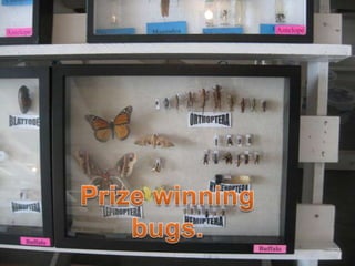 Prize winning bugs.