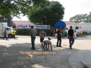 The lamb was not sure to go.