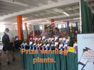 Prize winning plants.