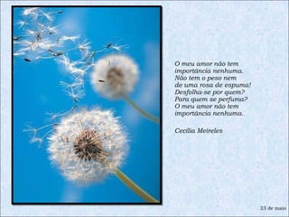 O meu amor não tem importância nenhuma. Não tem o peso nem de uma rosa de espuma! Desfolha-se por quem? Para quem se perfuma? O meu amor não tem importância nenhuma. Cecília Meireles 23 de maio 