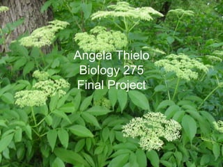 Angela Thielo
 Biology 275
Final Project
 