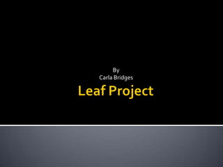 Leaf Project By Carla Bridges 