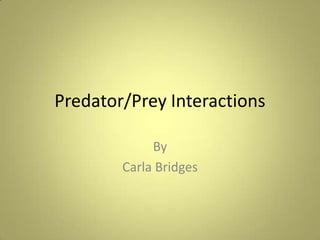 Predator/Prey Interactions By Carla Bridges 