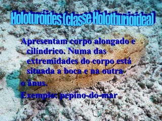Apresentam corpo alongado e cilíndrico. Numa das extremidades do corpo está situada a boca e na outra  o ânus. Exemplo: pepino-do-mar Holoturóides (classe Holothurioidea) 