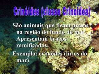 São animais que ficam presos na região do fundo do mar. Apresentam braços ramificados. Exemplo: crinóides (lírios do mar) Crinóides (classe Crinoidea) 