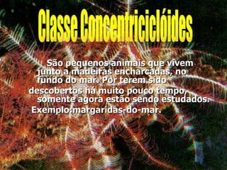 São pequenos animais que vivem junto a madeiras encharcadas, no fundo do mar. Por terem sido  descobertos há muito pouco tempo, somente agora estão sendo estudados. Exemplo:margaridas-do-mar. Classe Concentriciclóides  