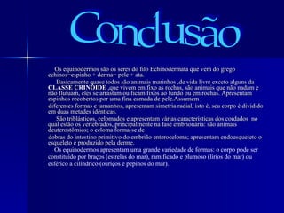 Os equinodermos são os seres do filo Echinodermata que vem do grego echinos=espinho + derma= pele + ata. Basicamente quase todos são animais marinhos ,de vida livre exceto alguns da  CLASSE CRINÓIDE  ,que vivem em fixo as rochas, são animais que não nadam e não flutuam, eles se arrastam ou ficam fixos ao fundo ou em rochas. Apresentam espinhos recobertos por uma fina camada de pele.Assumem  diferentes formas e tamanhos, apresentam simetria radial, isto é, seu corpo é dividido em duas metades idênticas. São triblásticos, celomados e apresentam várias características dos cordados  no qual estão os vertebrados, principalmente na fase embrionária: são animais deuterostômios; o celoma forma-se de  dobras do intestino primitivo do embrião enteroceloma; apresentam endoesqueleto o esqueleto é produzido pela derme.   Os equinodermos apresentam uma grande variedade de formas: o corpo pode ser constituído por braços (estrelas do mar), ramificado e plumoso (lírios do mar) ou esférico a cilíndrico (ouriços e pepinos do mar). Conclusão 