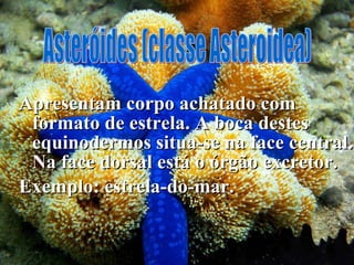 Apresentam corpo achatado com formato de estrela. A boca destes equinodermos situa-se na face central. Na face dorsal está o órgão excretor. Exemplo: estrela-do-mar. Asteróides (classe Asteroidea) 