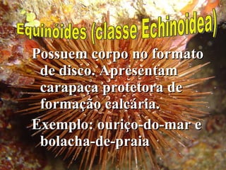 Possuem corpo no formato de disco. Apresentam carapaça protetora de formação calcária. Exemplo: ouriço-do-mar e bolacha-de-praia Equinóides (classe Echinoidea) 