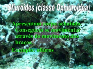 Apresentam corpo achatado. Conseguem se movimentar através do movimento dos braços. Exemplo: ofiúros Ofiuróides (classe Ophiuroidea) Ofiuróides (classe Ophiuroidea) 