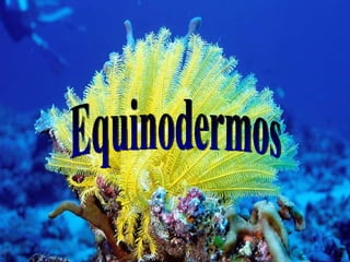 Equinodermos 