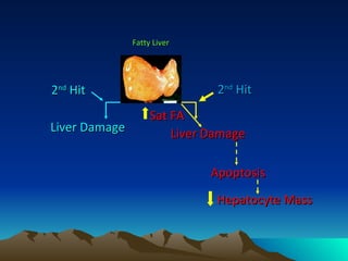 Liver Damage 2 nd  Hit Liver Damage Sat FA 2 nd  Hit Apoptosis Hepatocyte Mass  Fatty Liver  