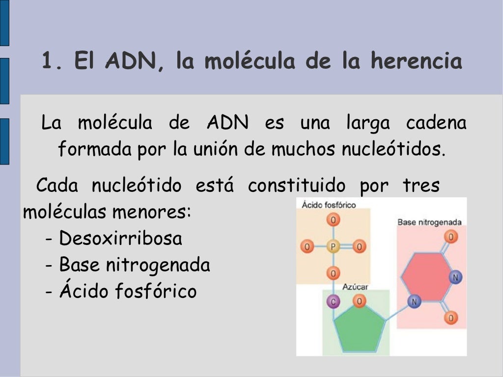 El ADN, la molécula de la herencia